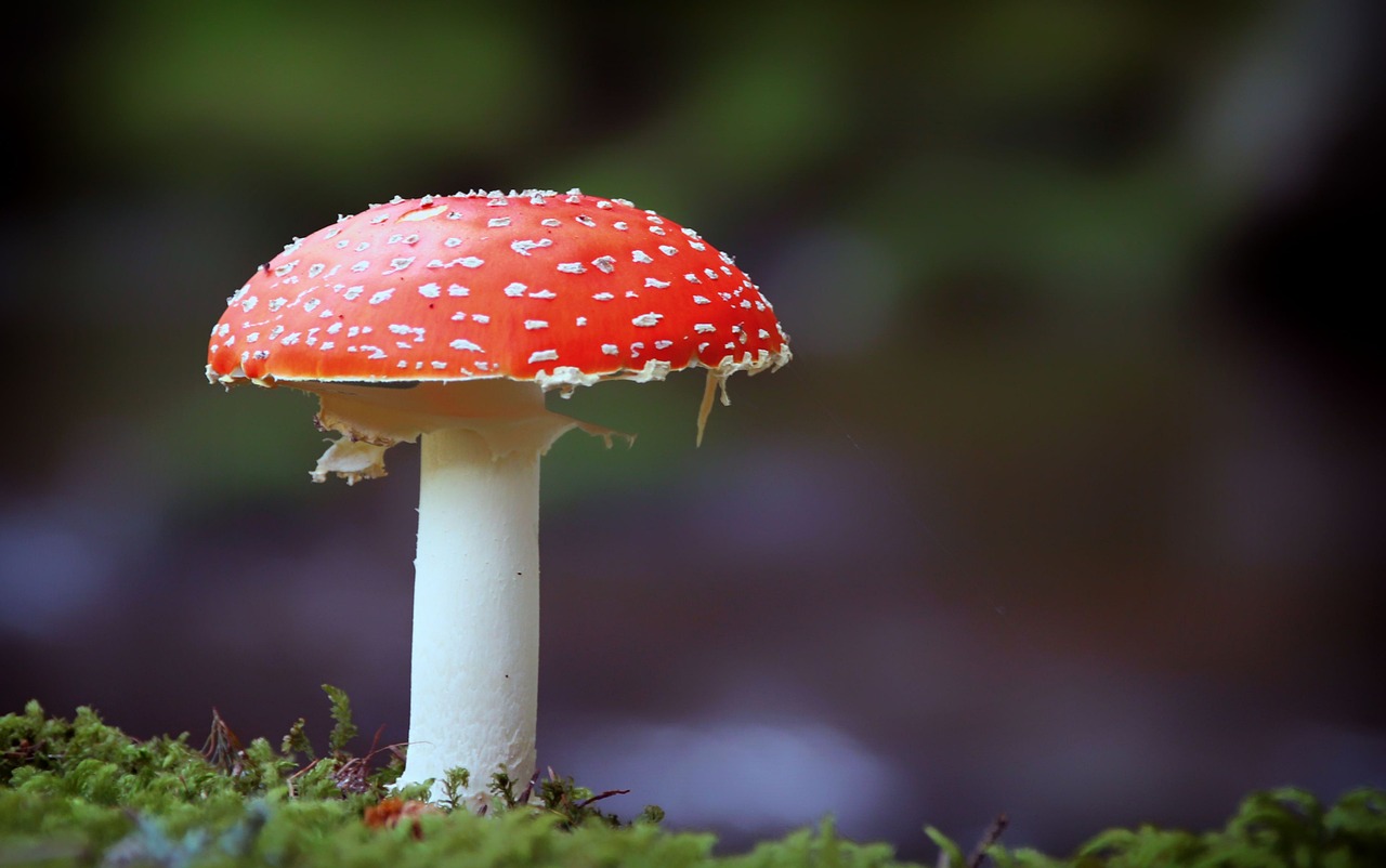 toadstool, mushroom, nature, red, forest, mushroom, mushroom, mushroom, mushroom, mushroom