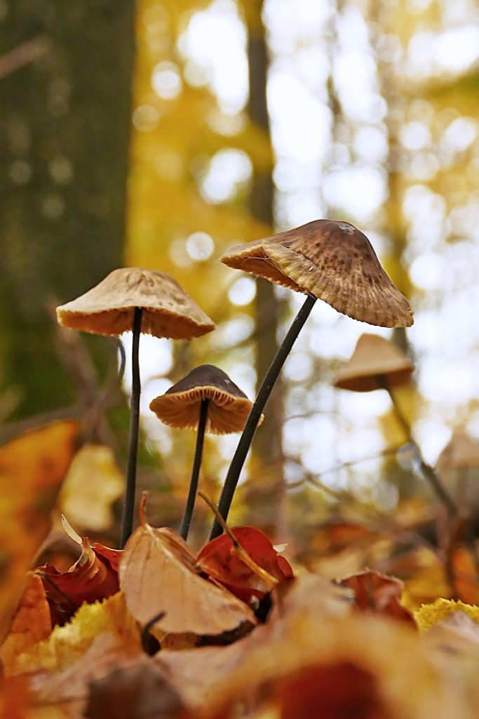 mushrooms, fungus, fungi, leaves, collection, nature, forest, screen fungus, ground, autumn, fungi, fungi, fungi, fungi, fungi