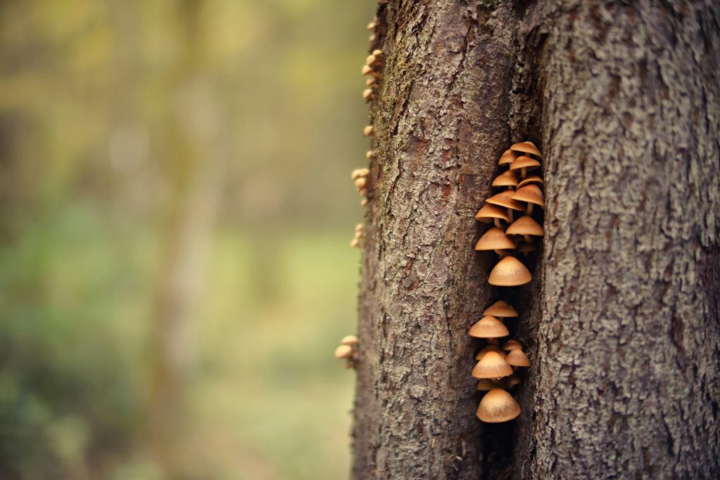 Cluster of wild mushrooms growing on a tree trunk in a blurred forest setting.